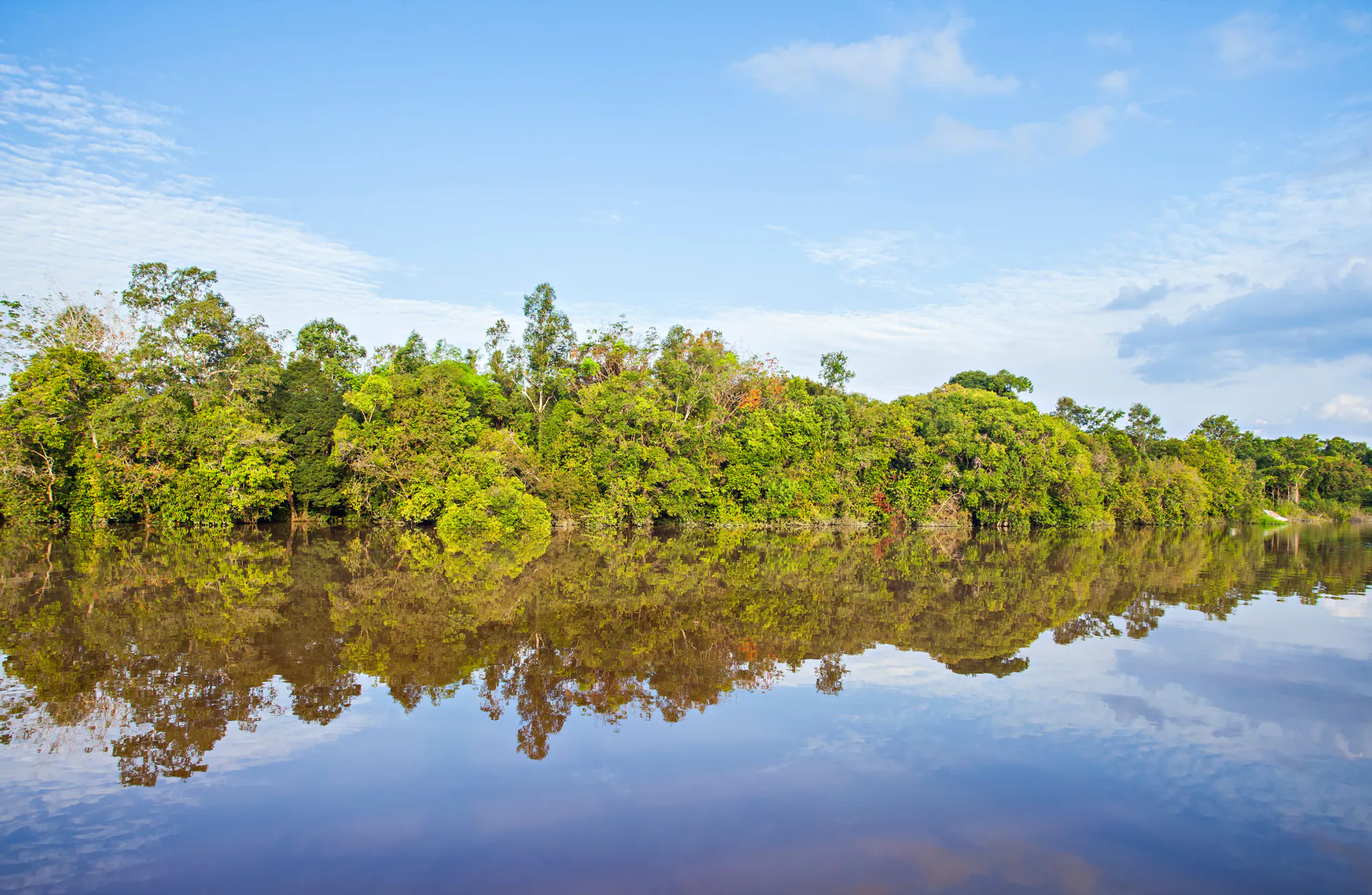 Rimba Raya Biodiversity and Wetland Restoration