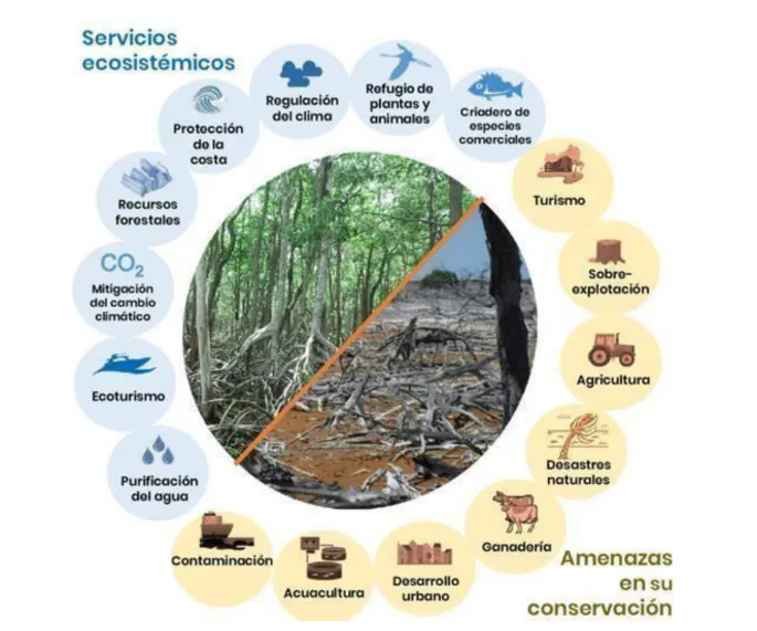 Mangrove Restoration in Mexico – Manglares Ursulo Galvan