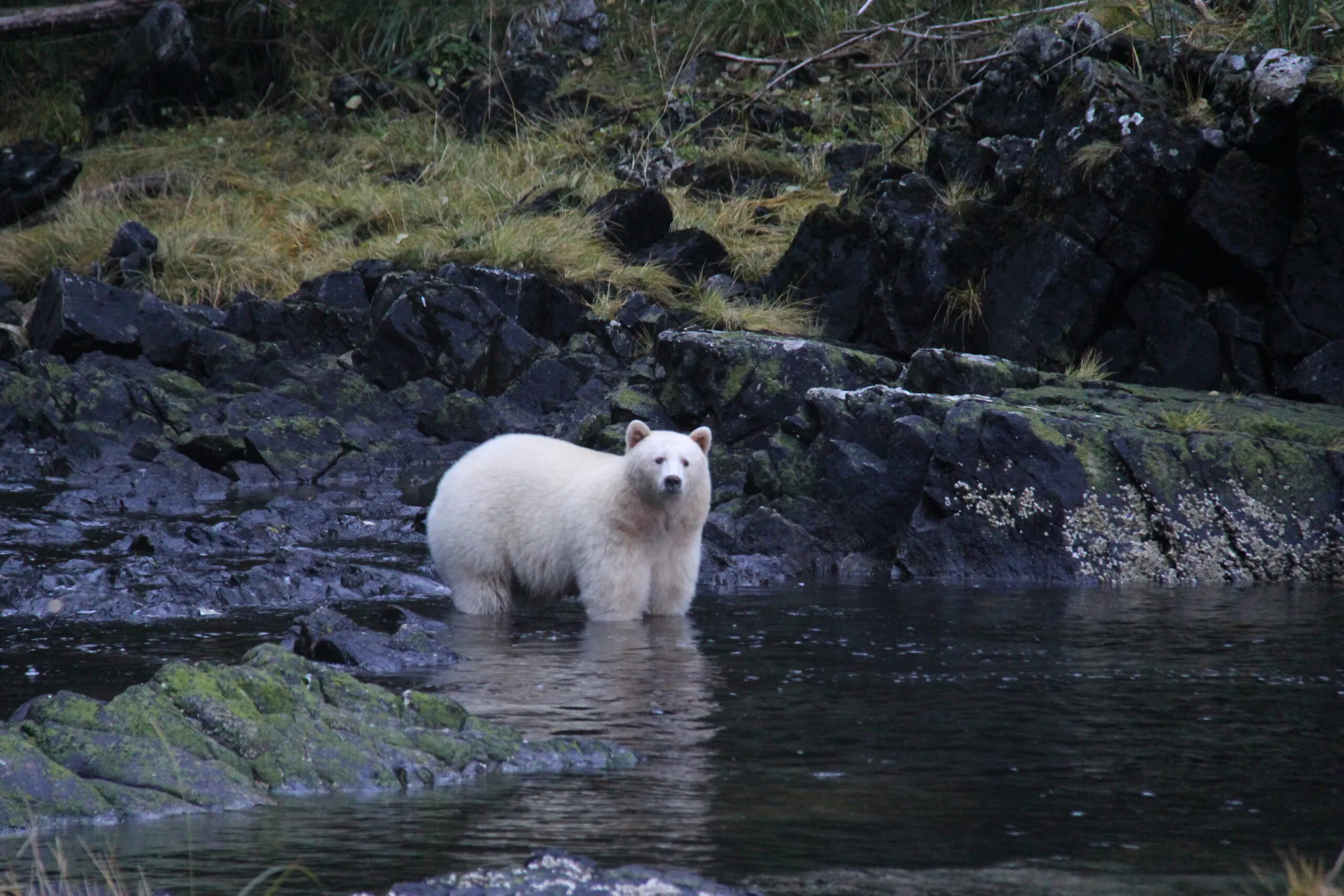 The Great Bear (South Central Coast) Forest Carbon Project