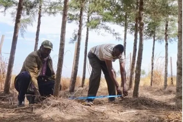 Time Tested Forestation in Uganda
