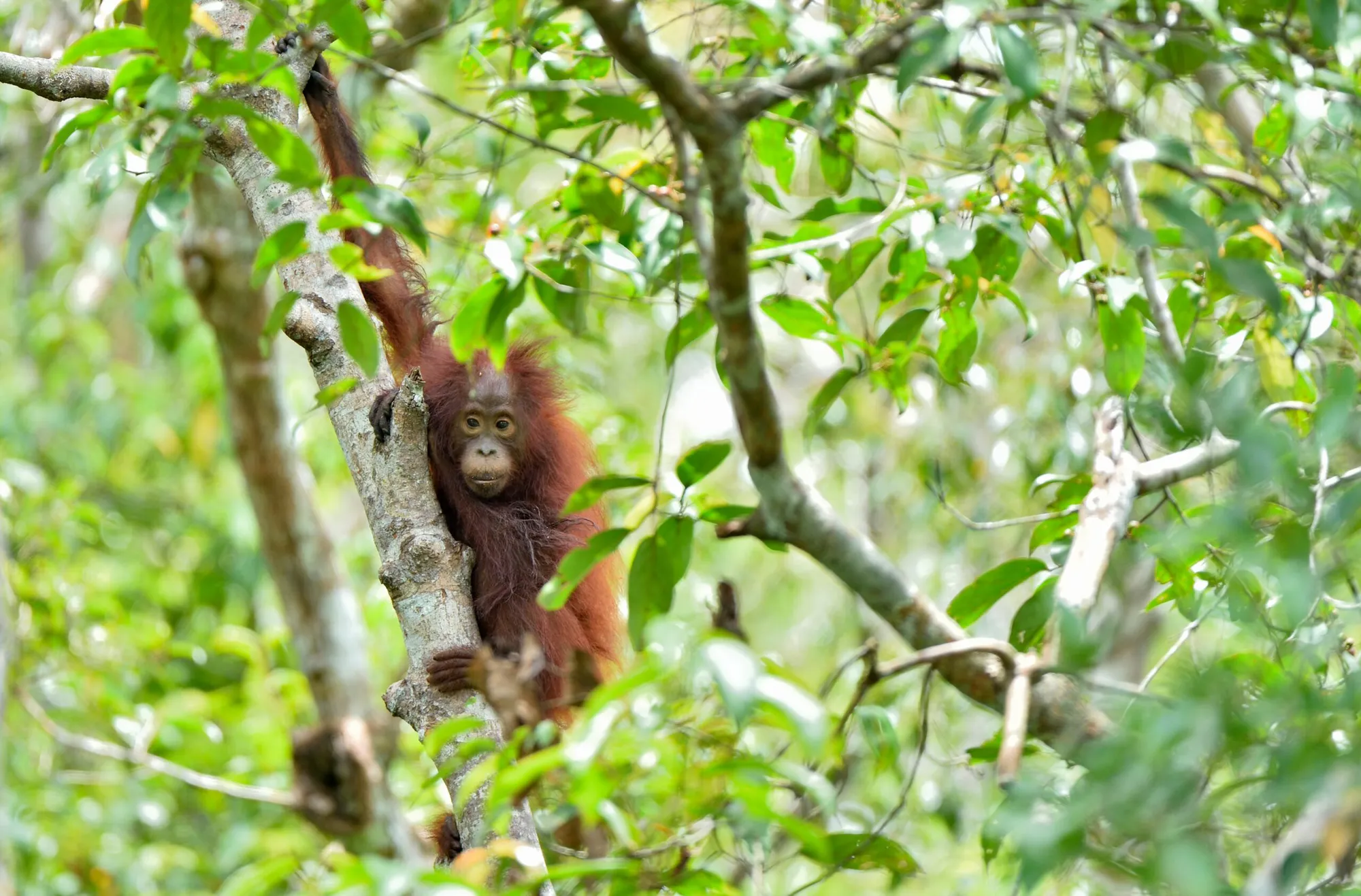 Rimba Raya Biodiversity and Wetland Restoration