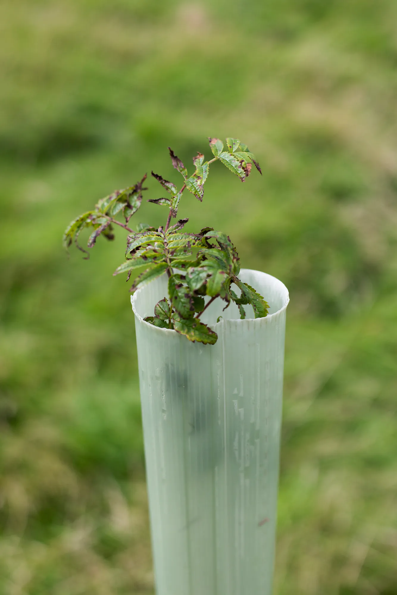 Restoring the Ancient Celtic Rainforest In Cornwall