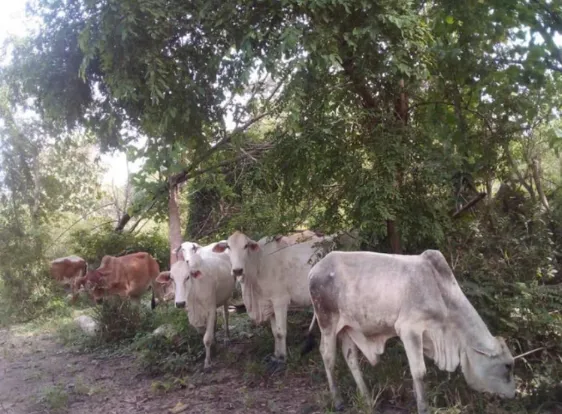 Reforestation of Degraded Forest Reserve Areas in Ghana, West Africa