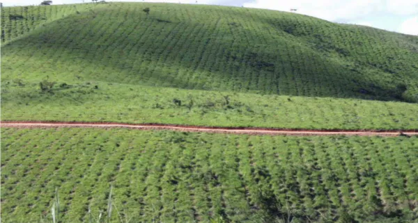 Reforestation of Degraded Grasslands in Uchindile & Mapandaarbon