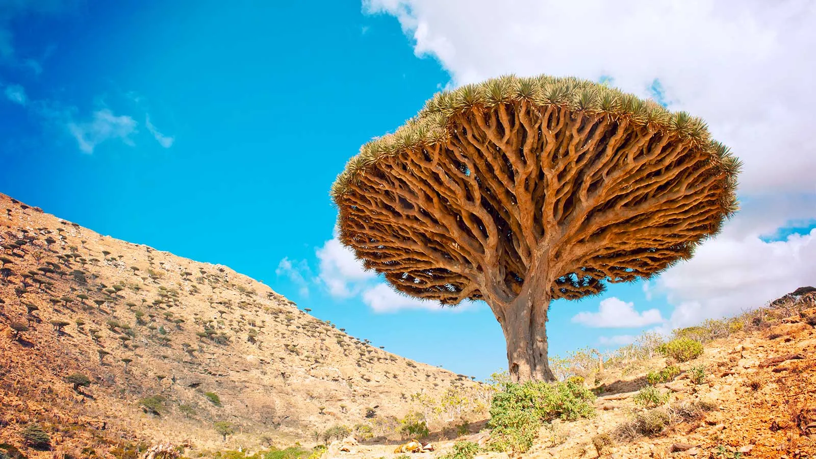 11 Incredible Trees that are Worth Saving the Planet For