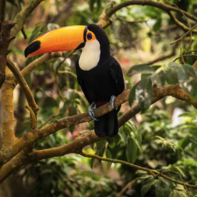 Parana Rainforest Restoration