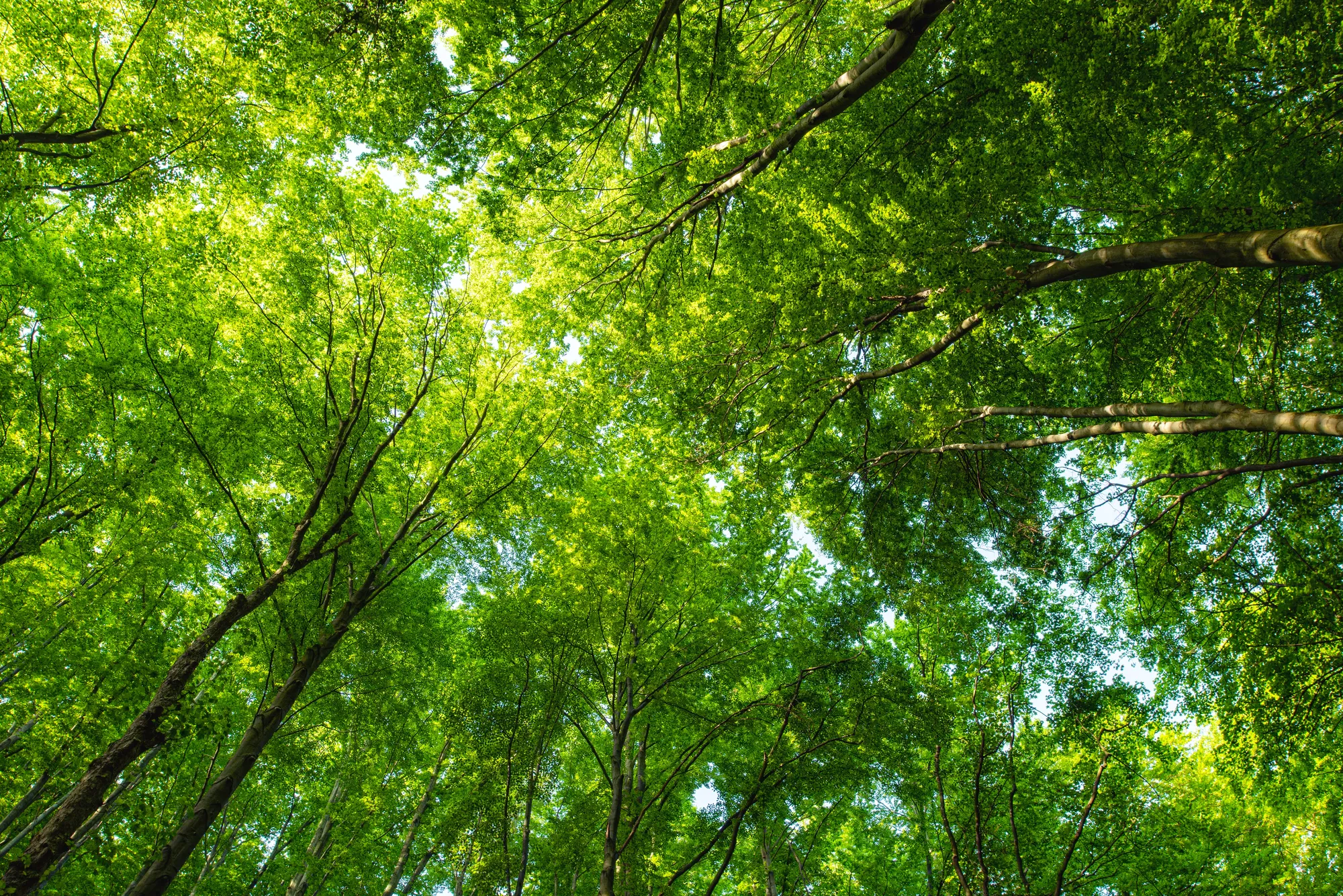 What Are Carbon Offsets? Everything You Need To Know