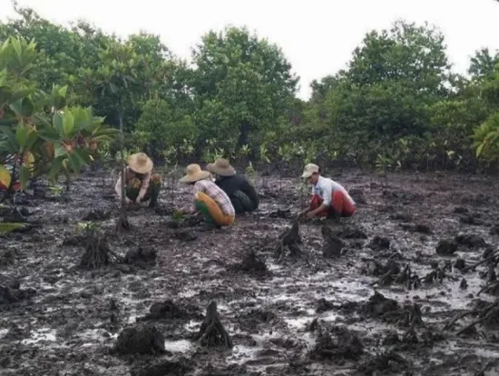 Mangrove Restoration in Myanmar