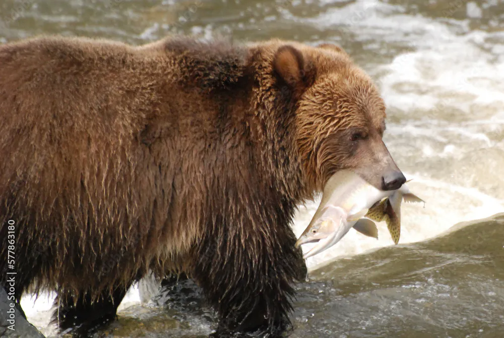 The Great Bear (South Central Coast) Forest Carbon Project