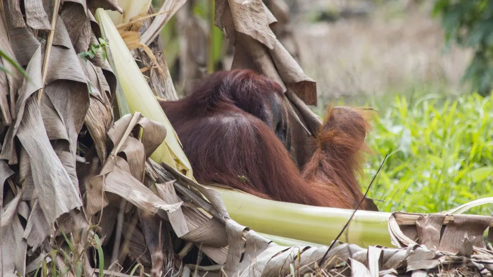 Orangutan Protection in West Kalimantan
