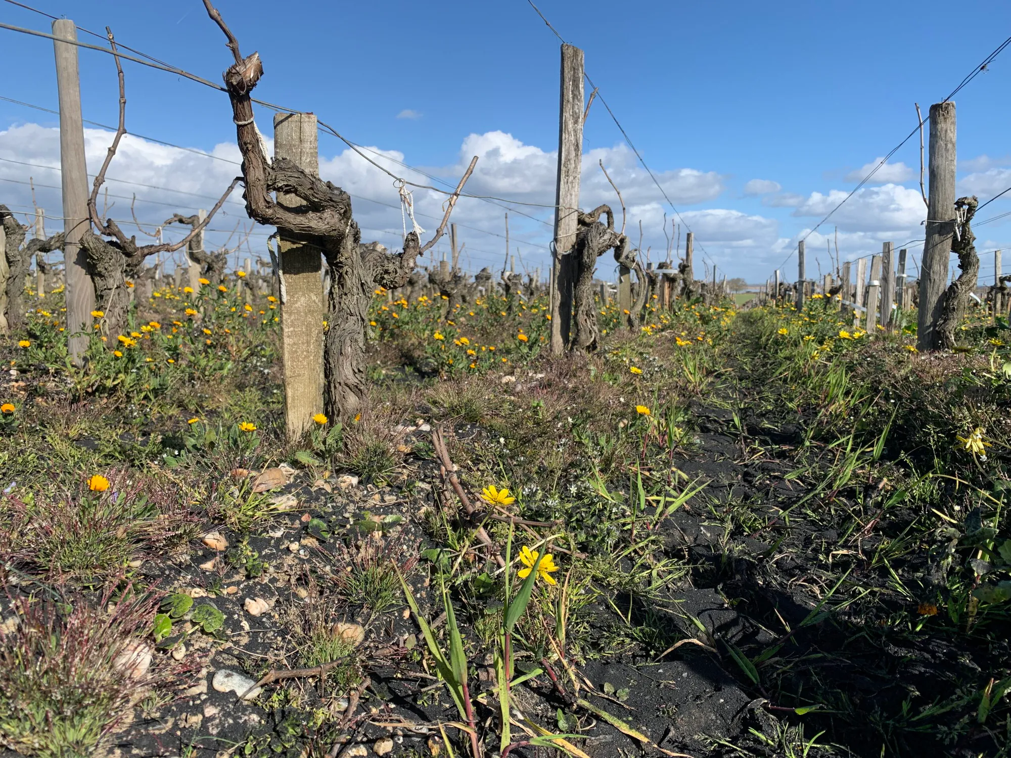 Lacanau Biochar Removal Project