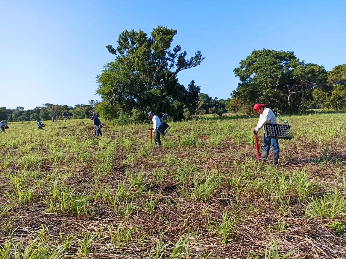 Restoring the Jaguar’s Realm: A Reforestation Initiative in Southeast Mexico