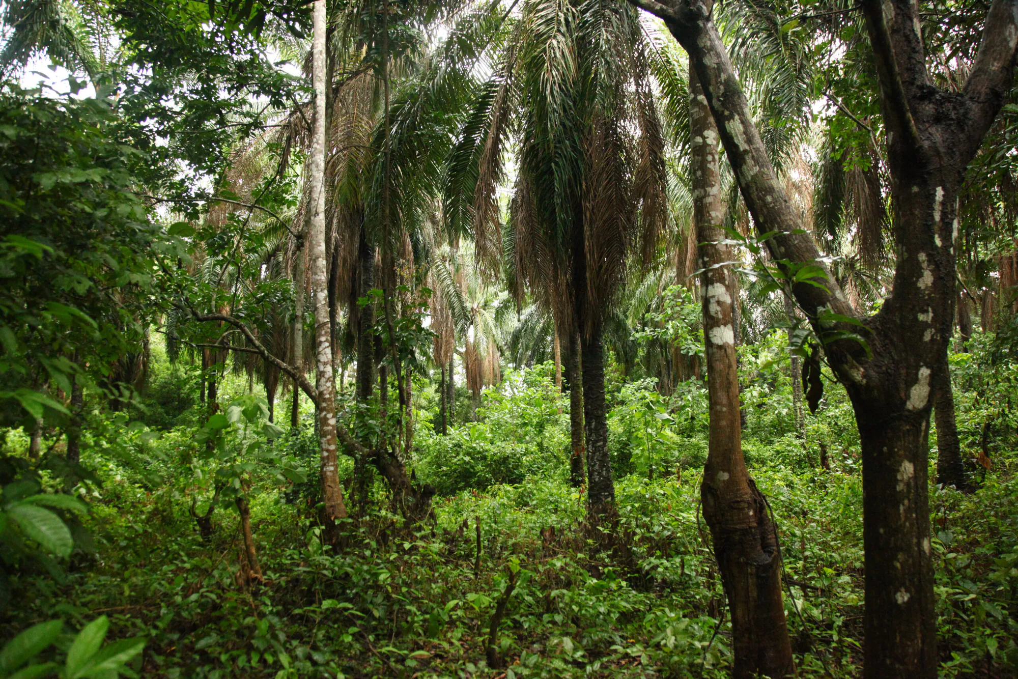 Reforestation of Degraded Lands in Sierra Leone