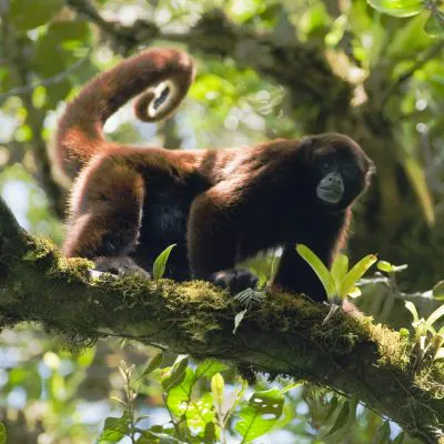 Protecting the Toldopampa Cloud Forest