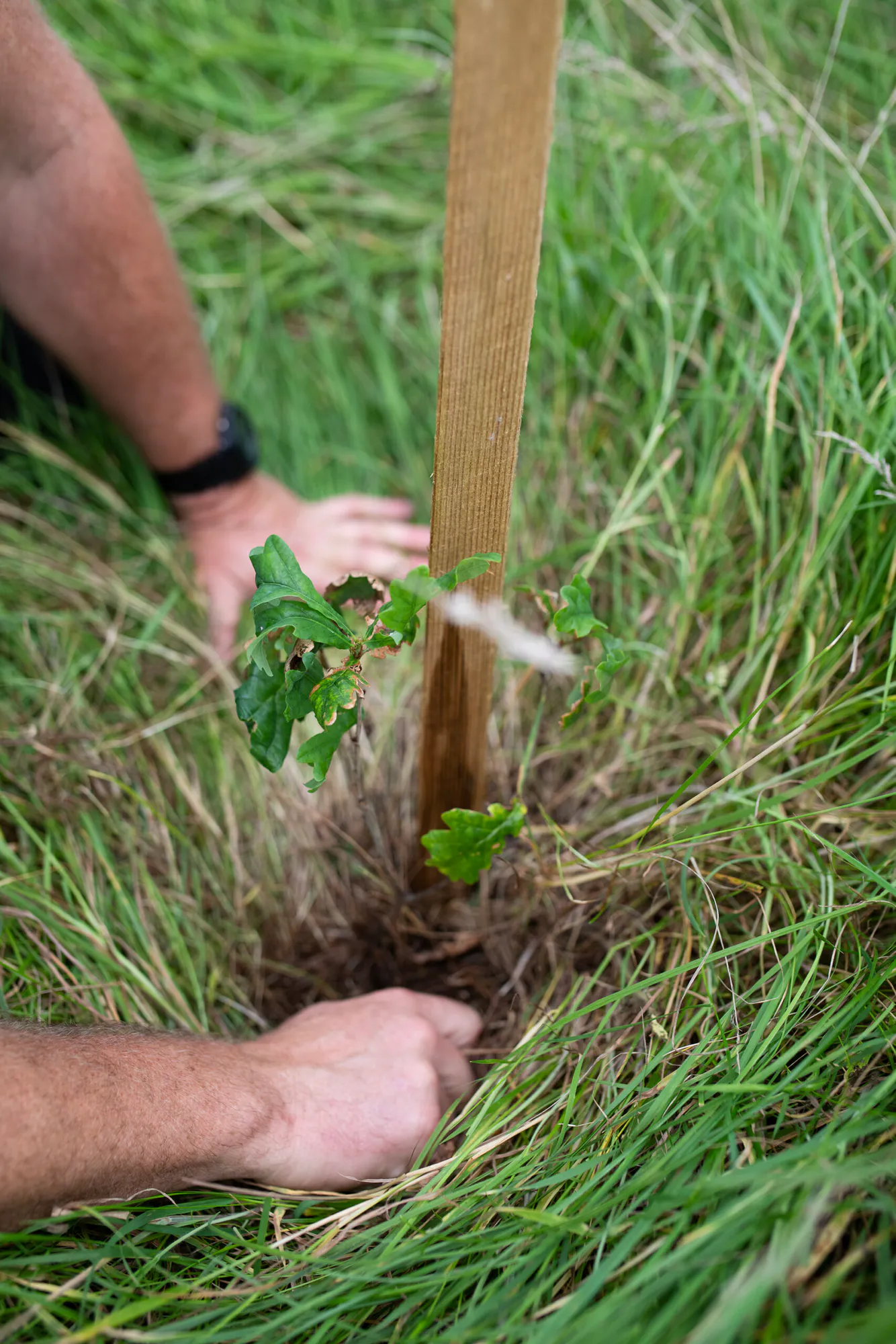 Restoring the Ancient Celtic Rainforest In Cornwall