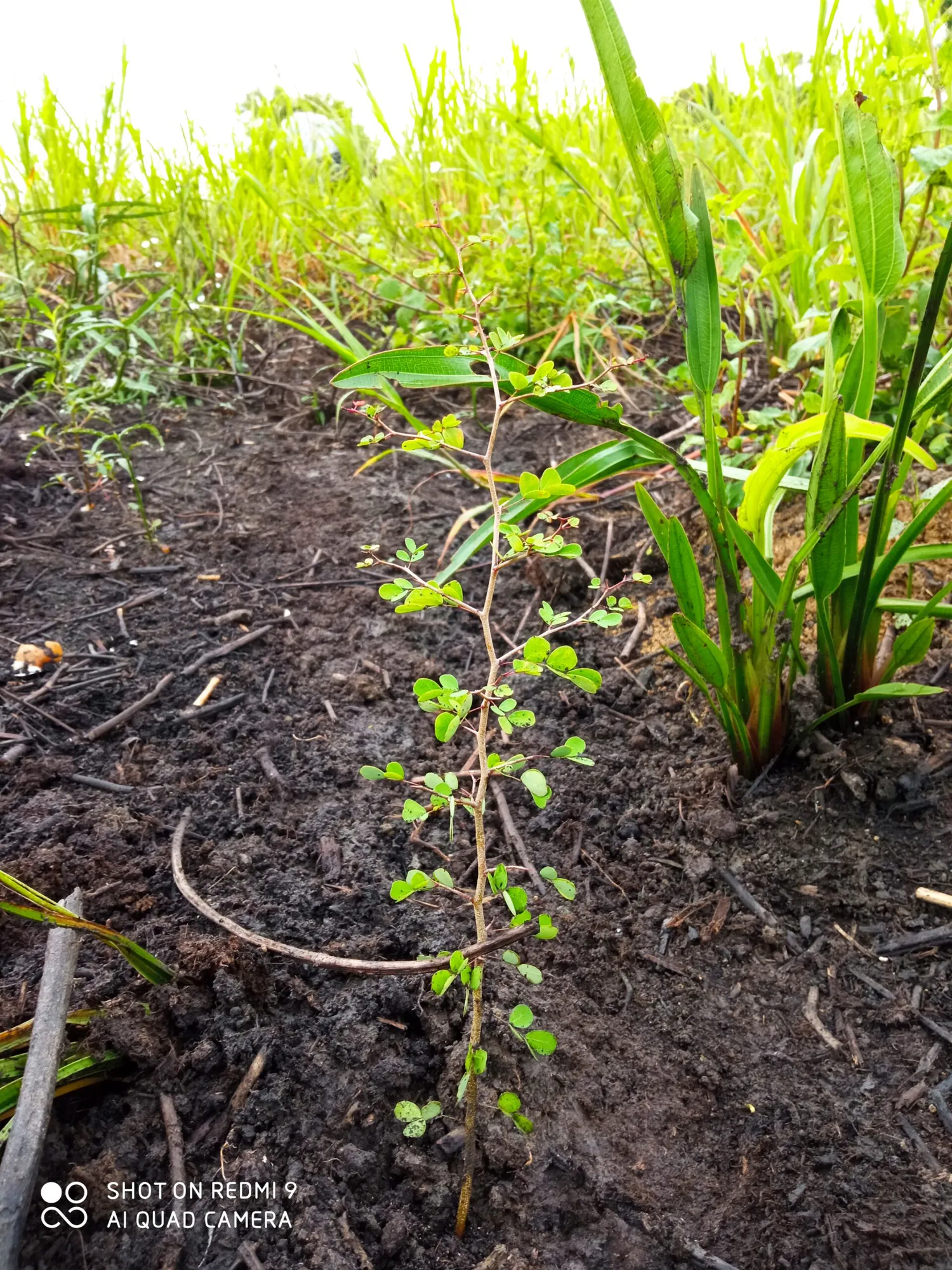 Restoring the Jaguar’s Realm: A Reforestation Initiative in Southeast Mexico