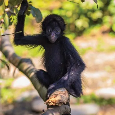 Protecting the Toldopampa Cloud Forest