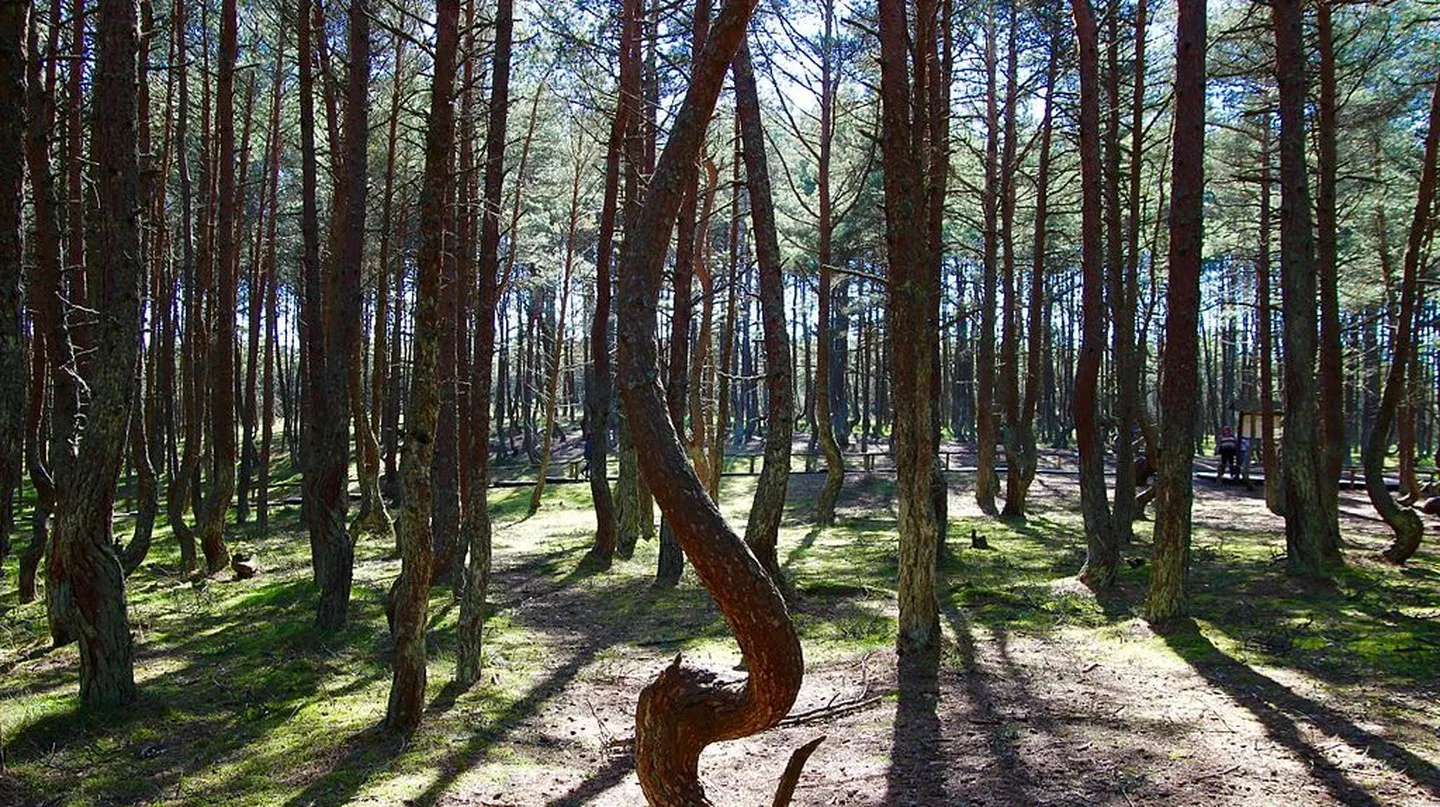 11 Incredible Trees that are Worth Saving the Planet For