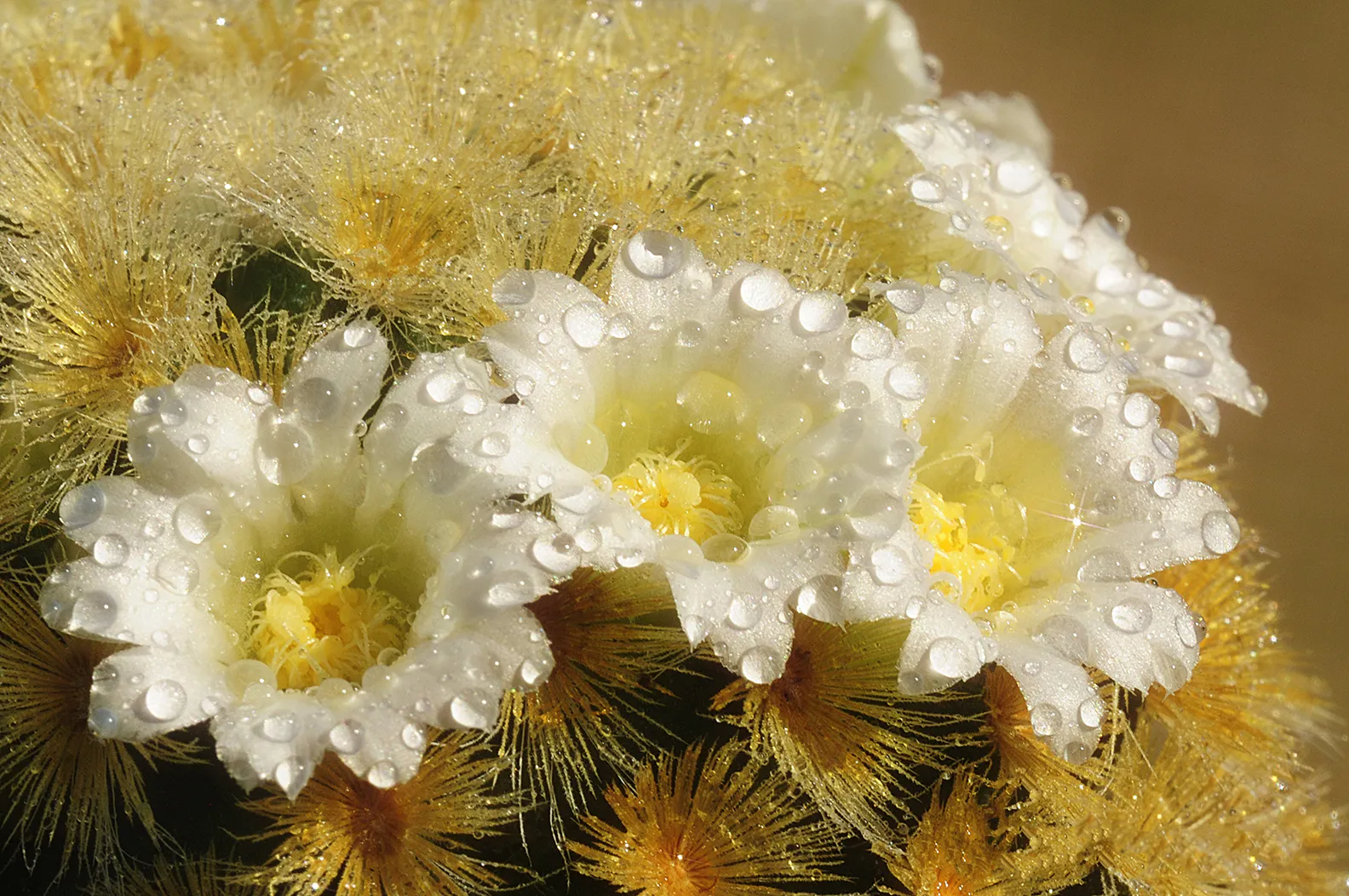 Protect Mexico’s Monarch Corridor in the Sierra Madre Oriental mountains