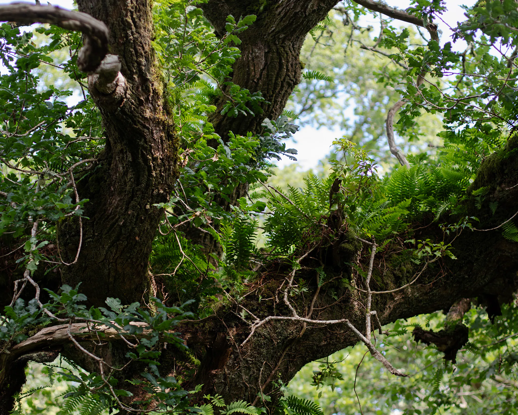 Restoring the Ancient Celtic Rainforest In Cornwall