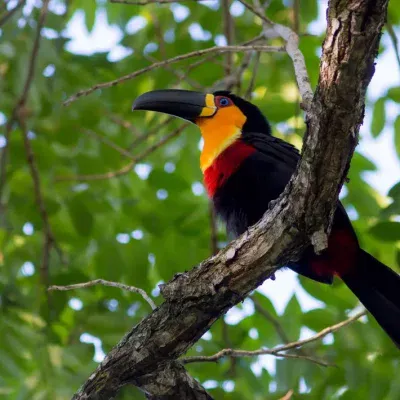 Save the Brazilian Amazon