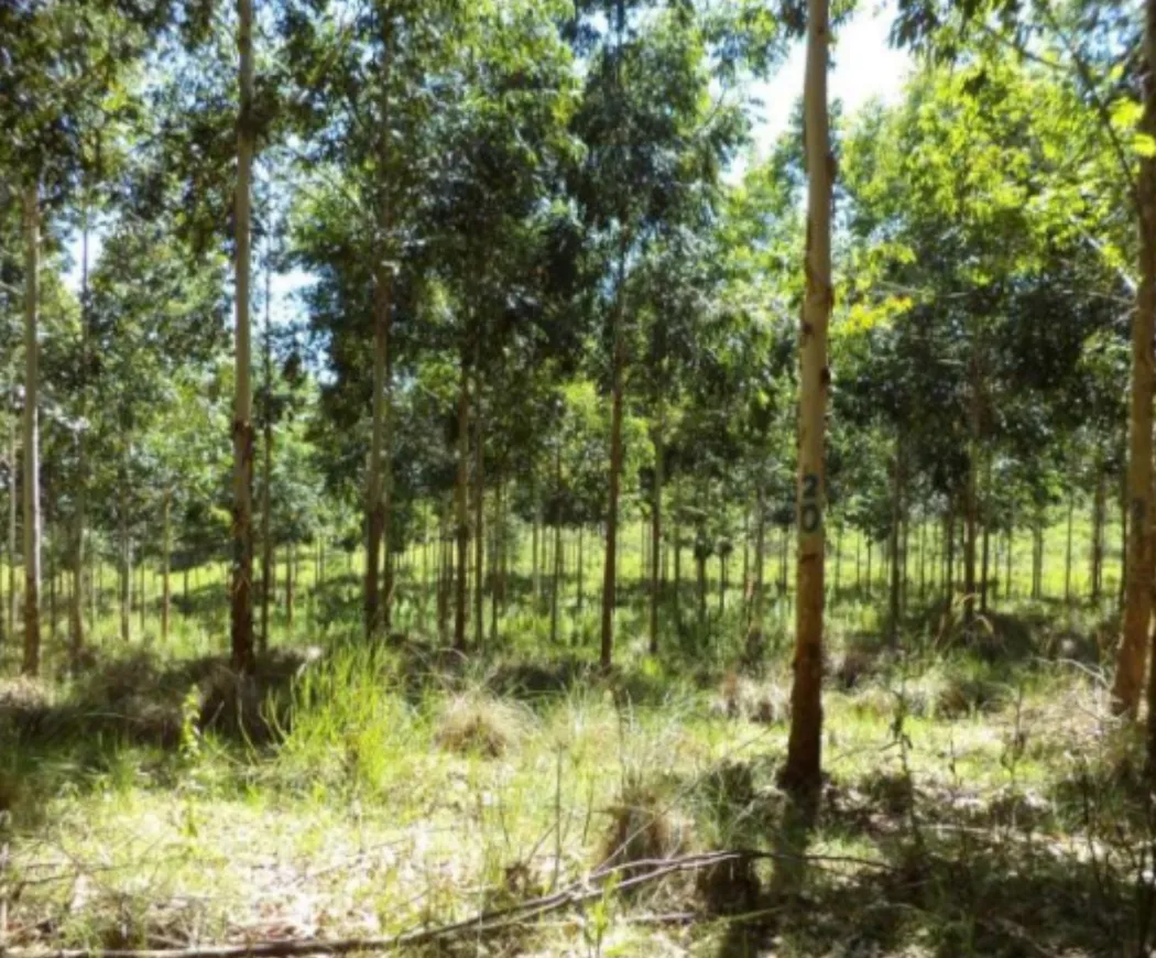 Reforestation of Degraded Grasslands in Uruguay