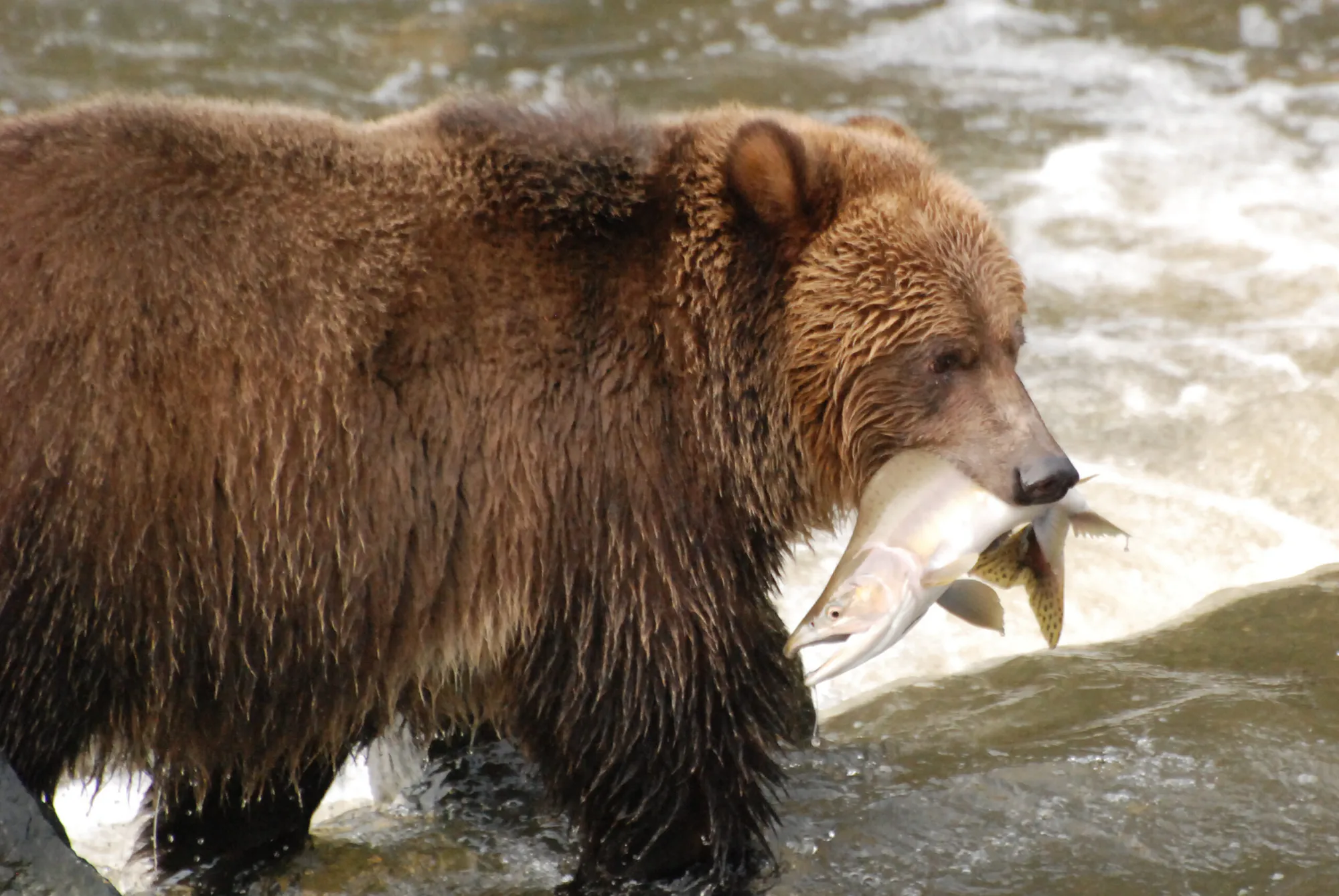 The Great Bear (South Central Coast) Forest Carbon Project