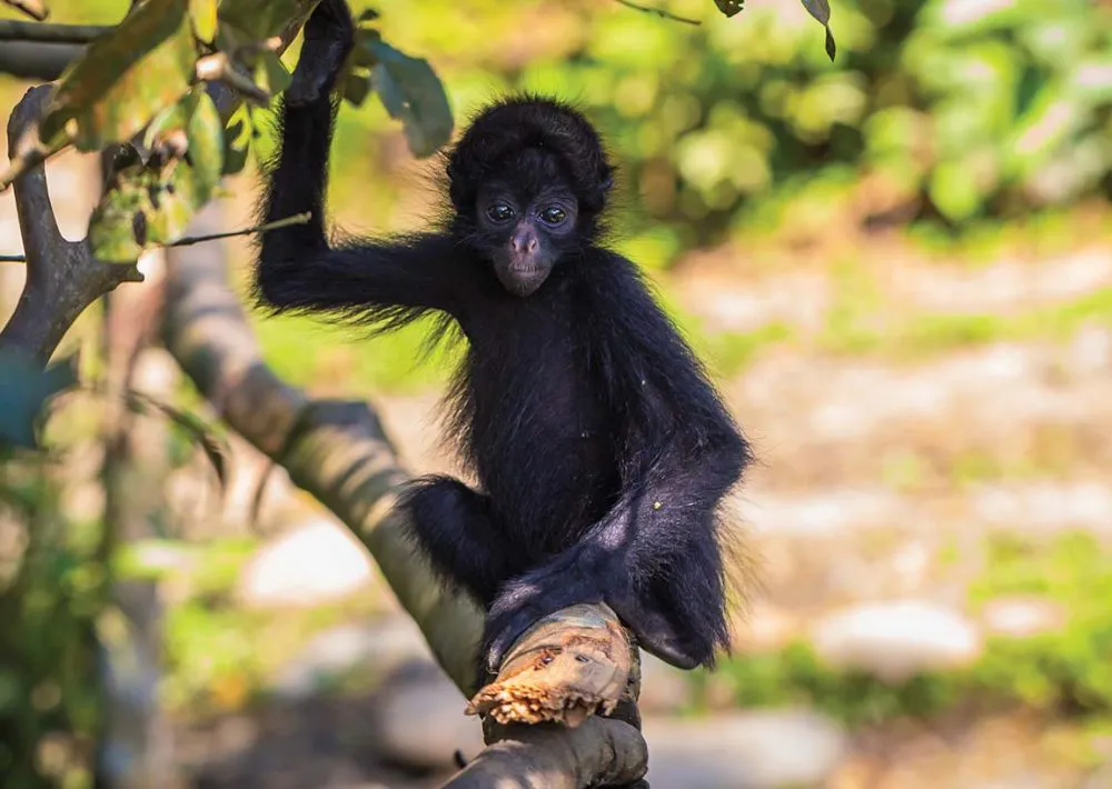 Protecting the Toldopampa Cloud Forest