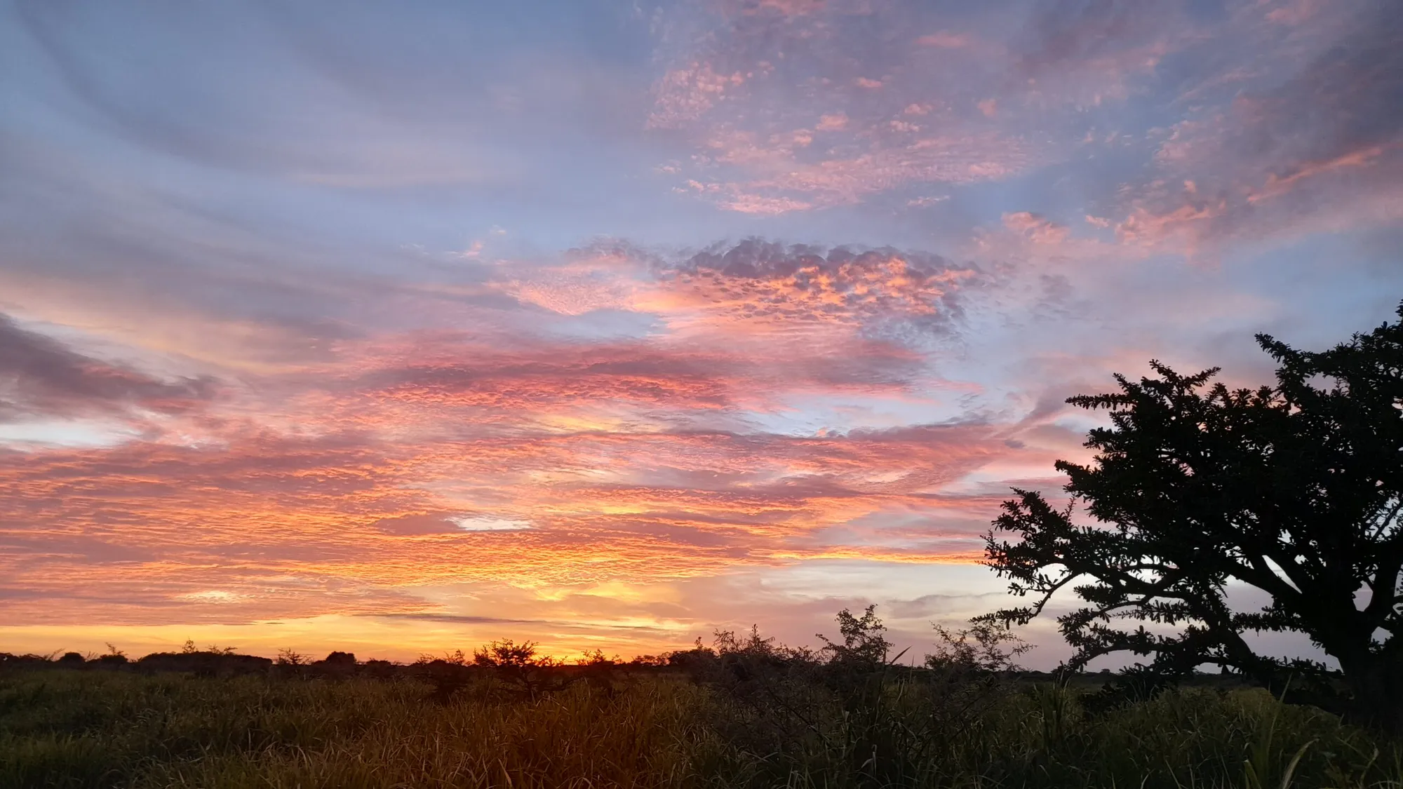 Restoring the Jaguar’s Realm: A Reforestation Initiative in Southeast Mexico