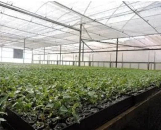 Mixed Planting of Native and Non-Native Species in Paraguay-I