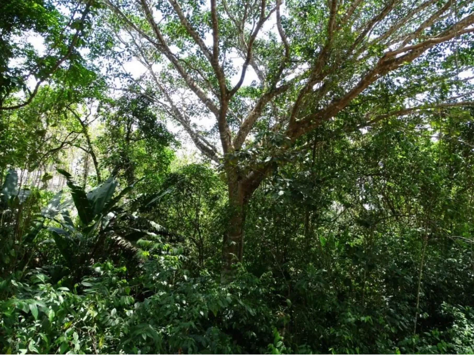 Reforestation and Agroforestry on Degraded Lands