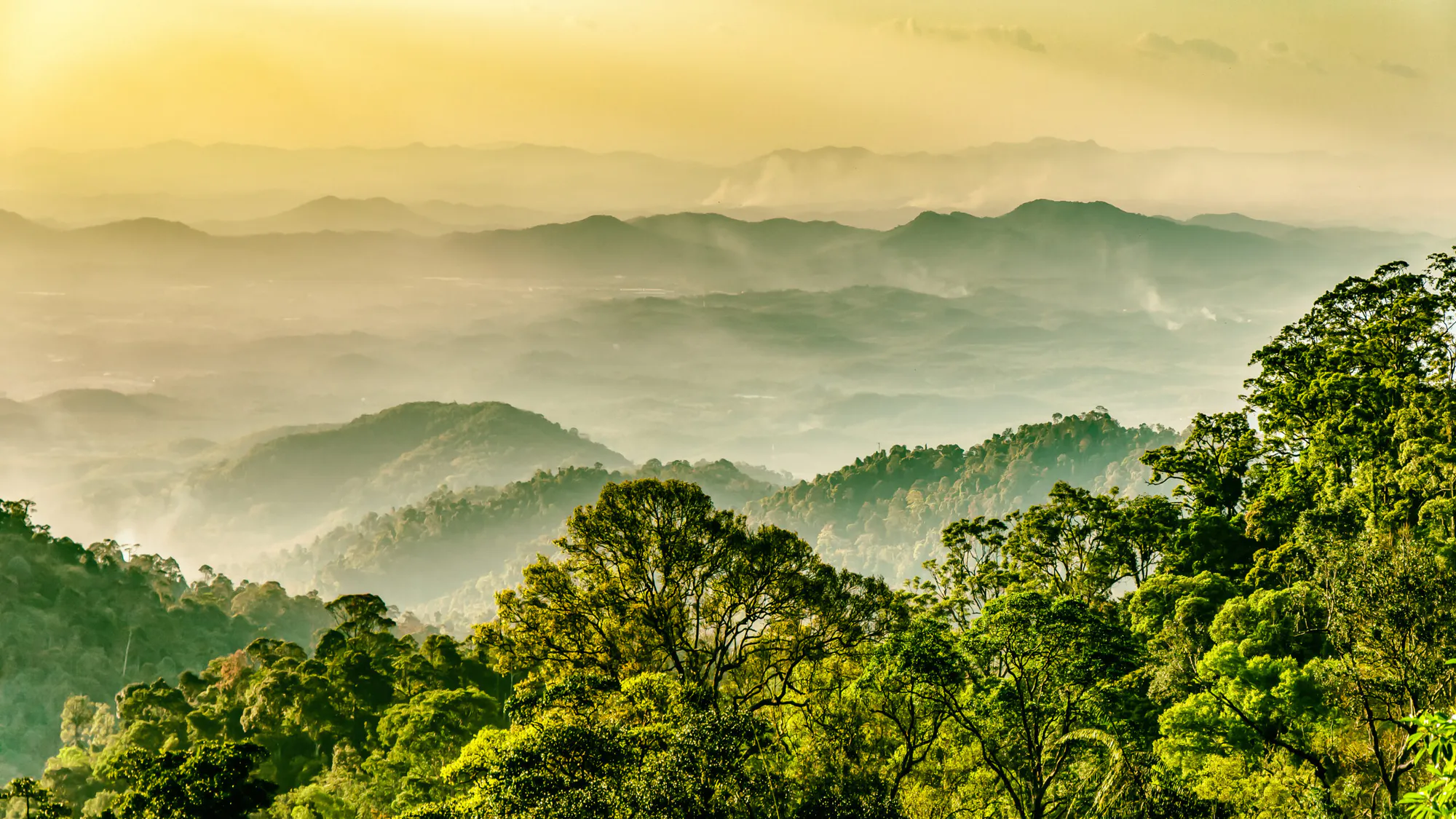 Protecting Malaysia’s Rainforests