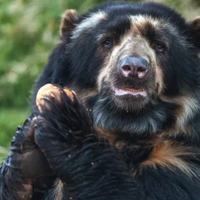 Protecting the Toldopampa Cloud Forest