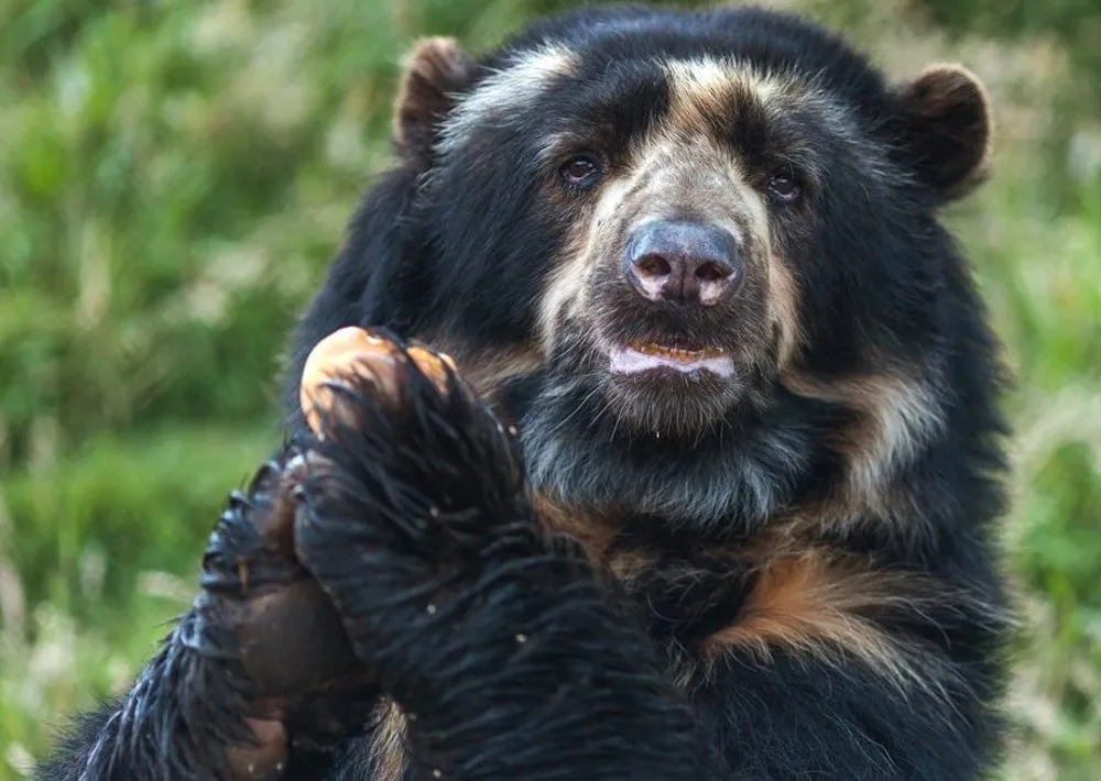 Protecting the Toldopampa Cloud Forest