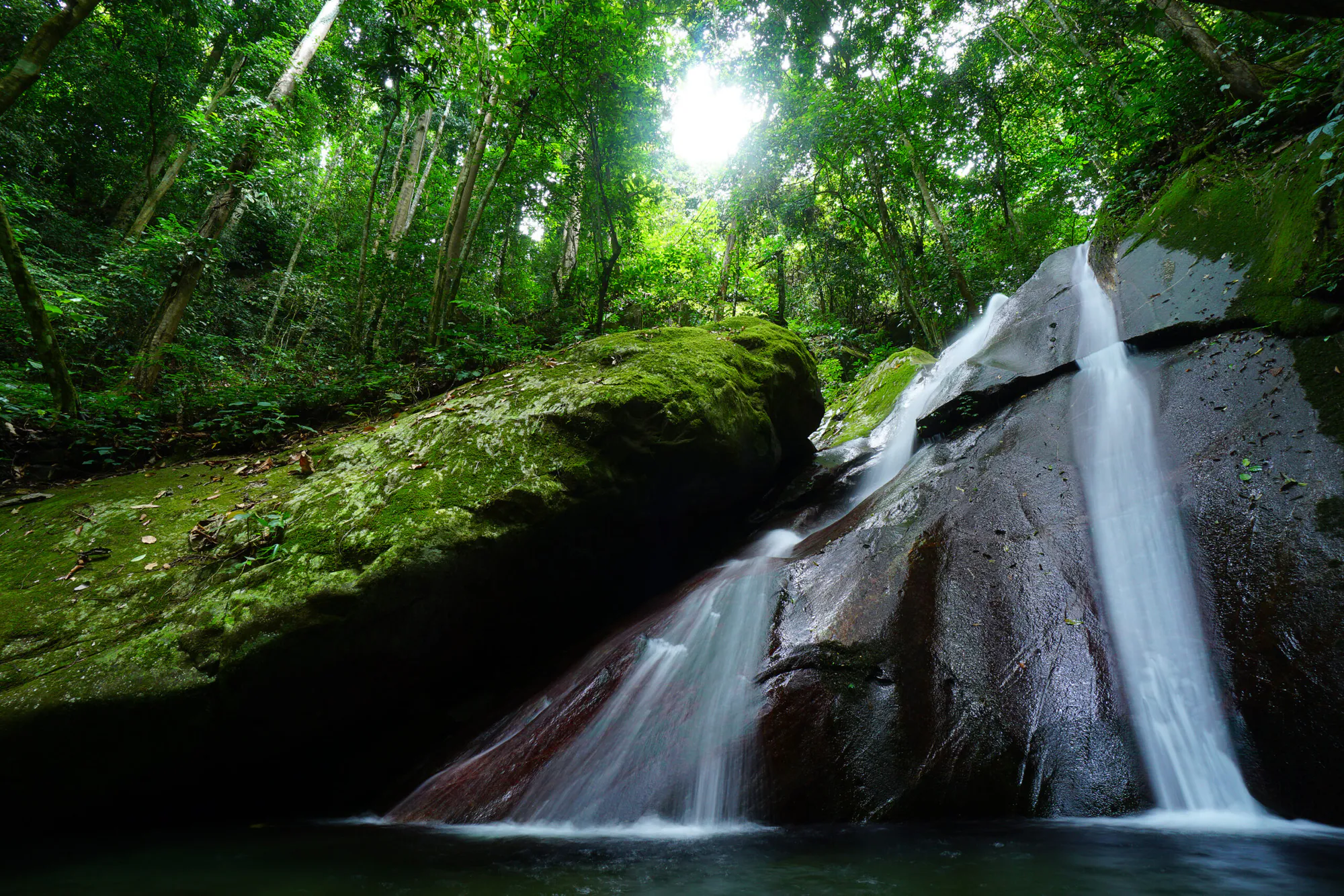 Protecting Malaysia’s Rainforests