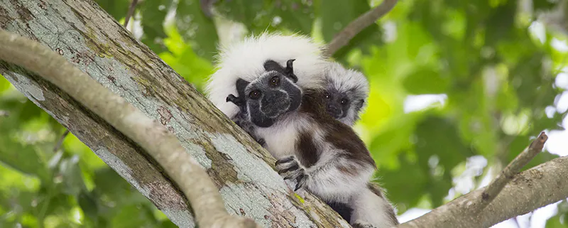 Expanding the Los Tities de San Juan Reserve