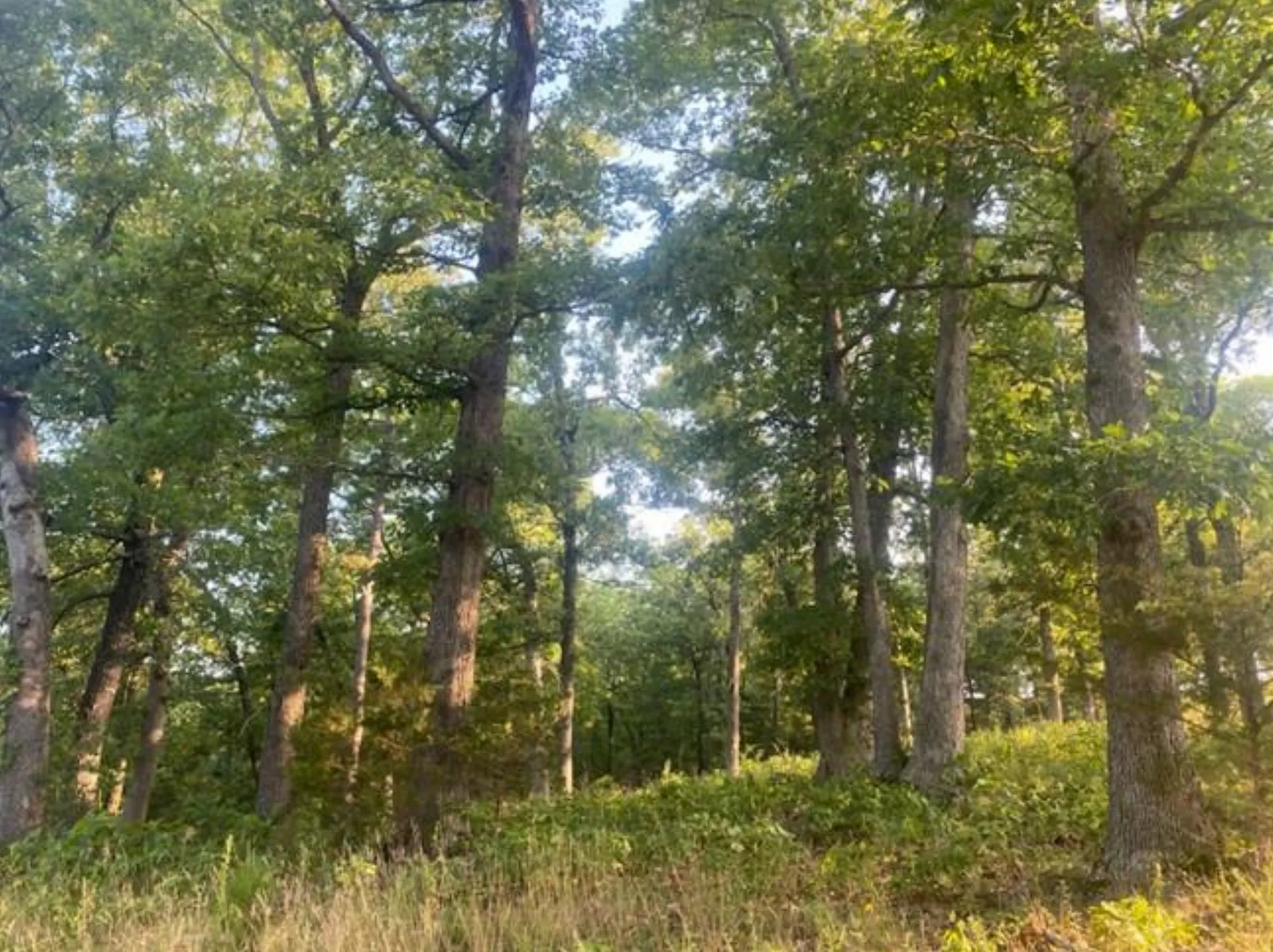 Northwest Arkansas Forest Conservation