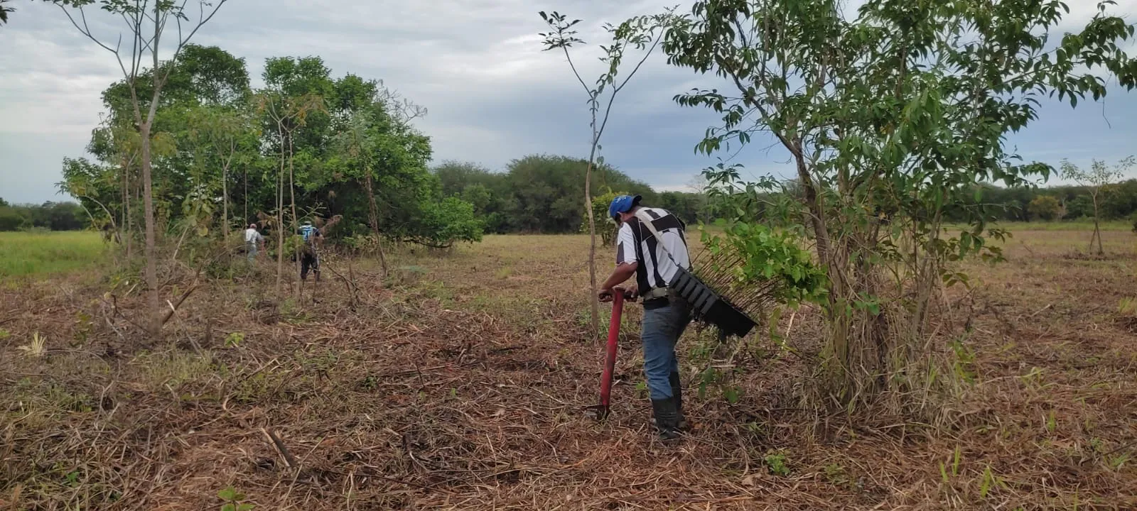 Restoring the Jaguar’s Realm: A Reforestation Initiative in Southeast Mexico