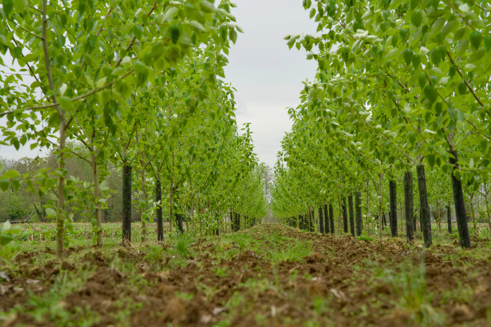 Paulownia Agroforestry in the Netherlands