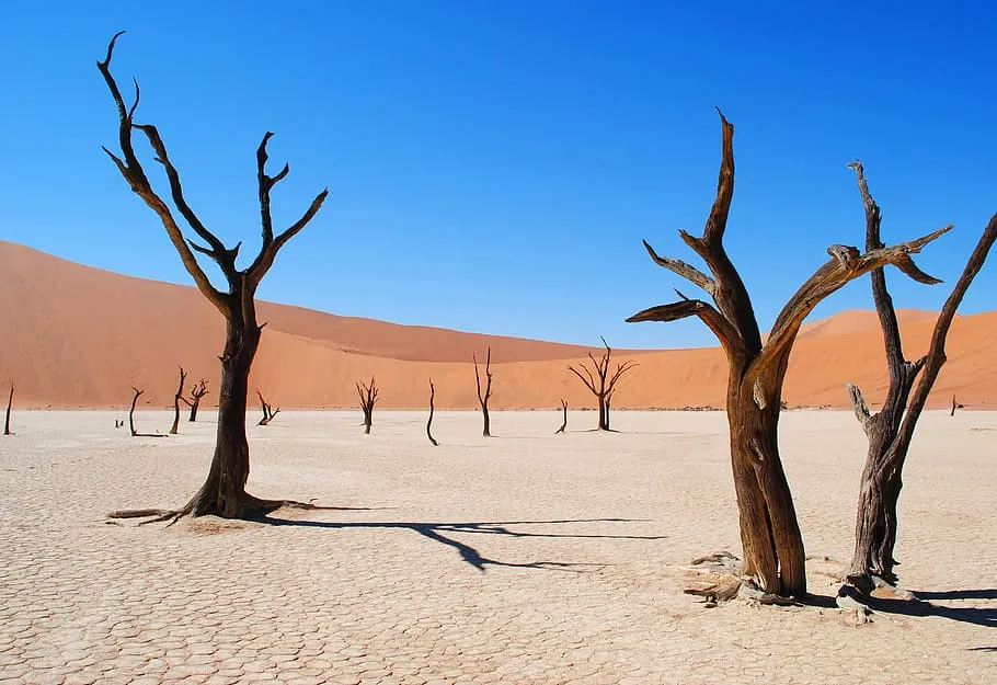 11 Incredible Trees that are Worth Saving the Planet For
