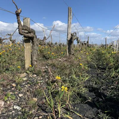 Lacanau Biochar Removal Project