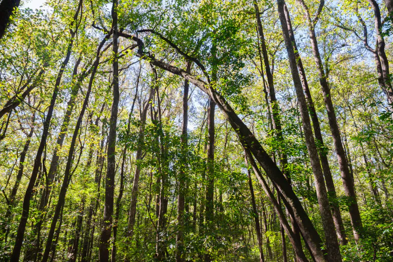 GreenTrees ACRE – Advanced Carbon Restored Ecosystem Project