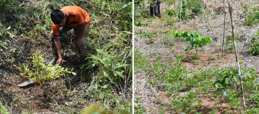 Generation Forest Group Project