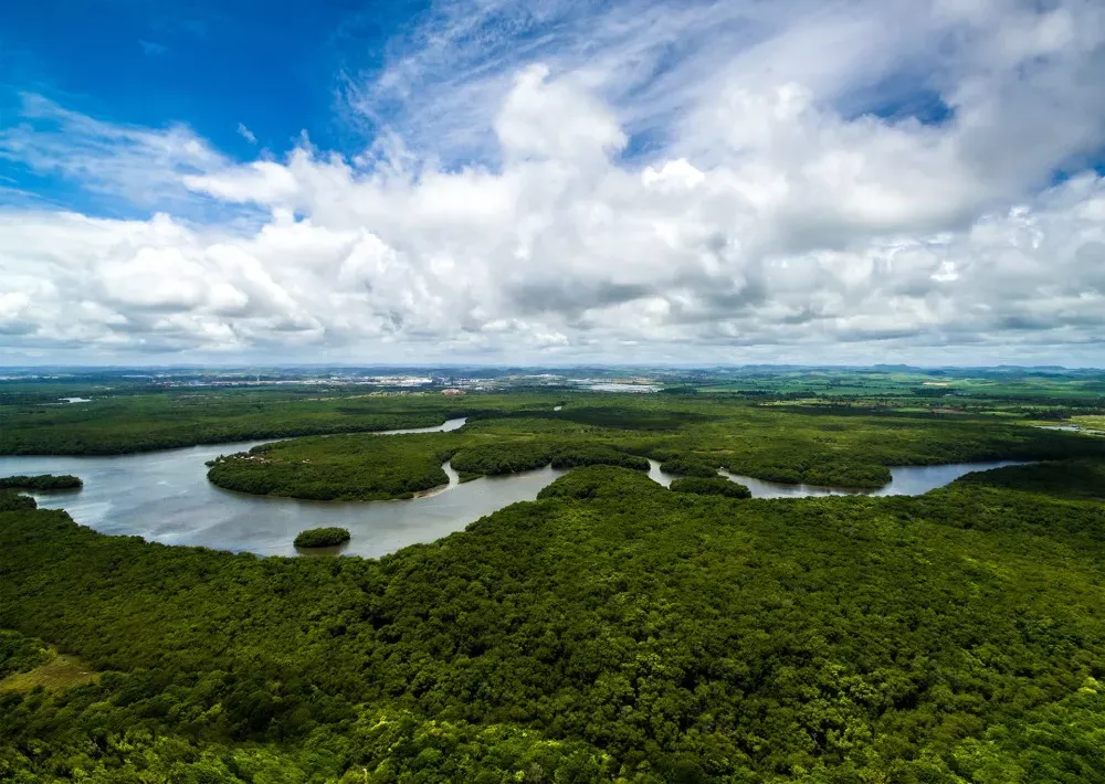 Save the Brazilian Amazon