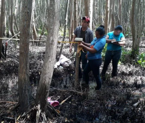 Mangrove Restoration in Mexico – Manglares Ursulo Galvan