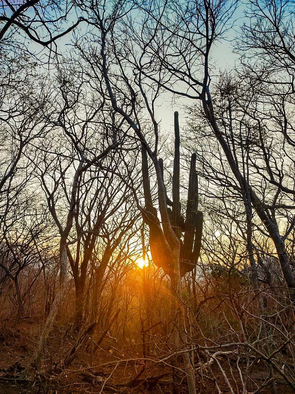 Preserving Indigenous Forest Landscapes in Oaxaca