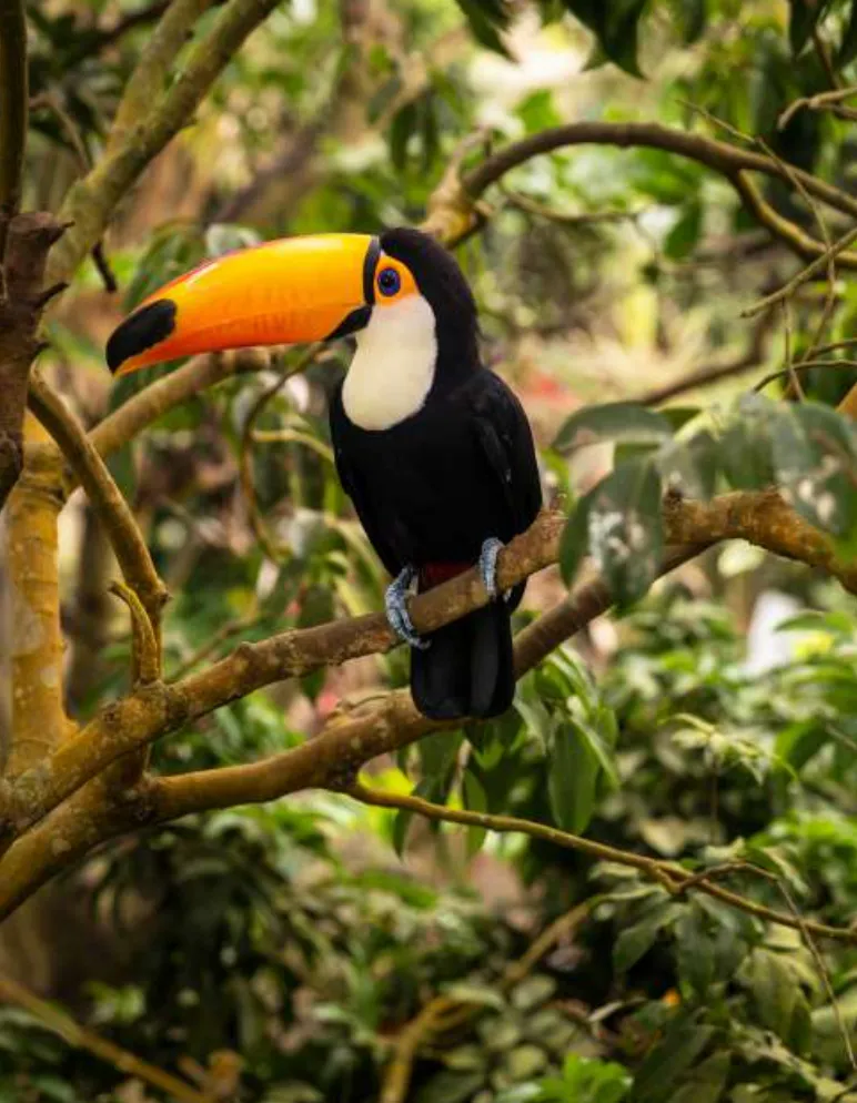 Parana Rainforest Restoration