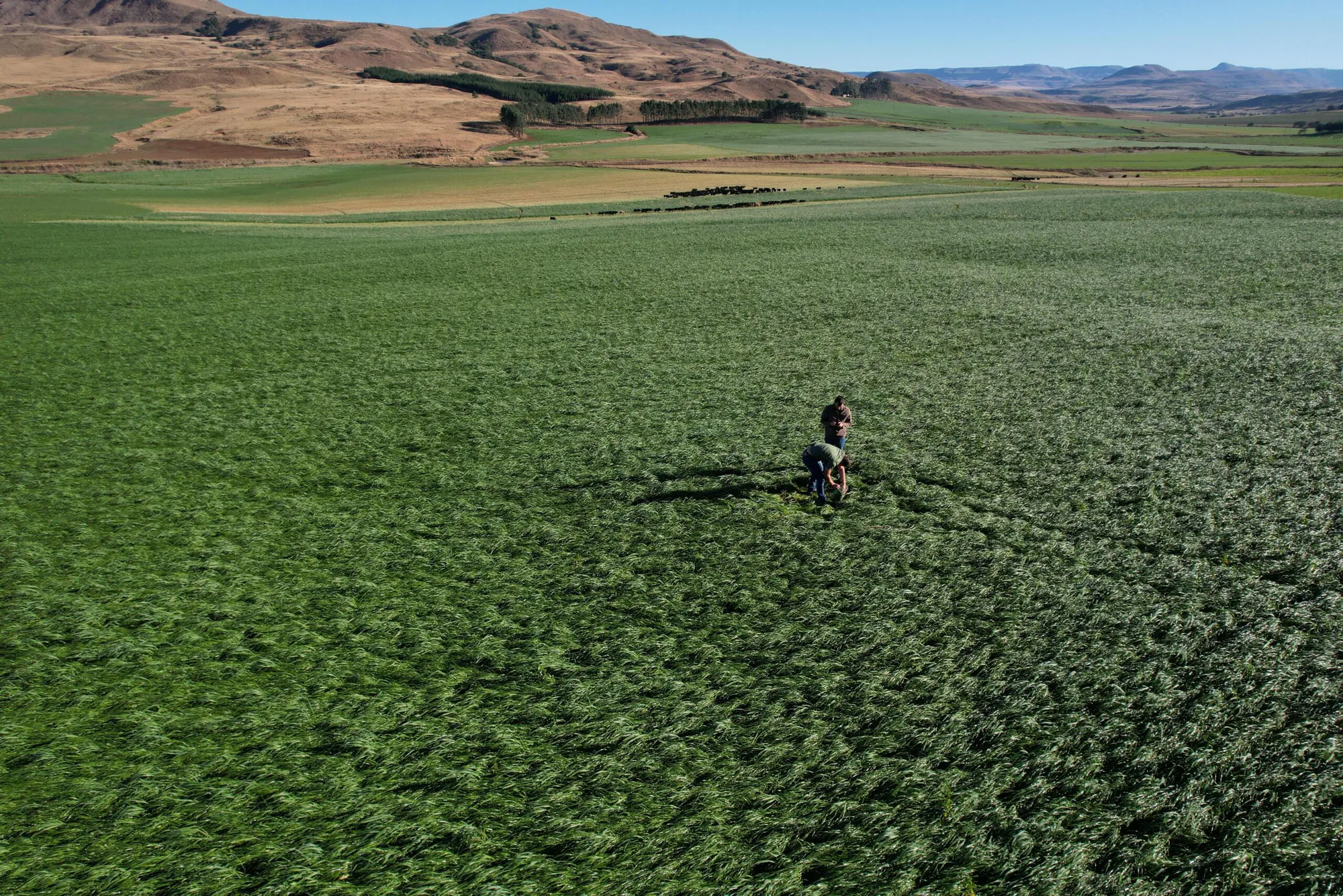 Orizon CarbonCrop Rewards Programme, South Africa