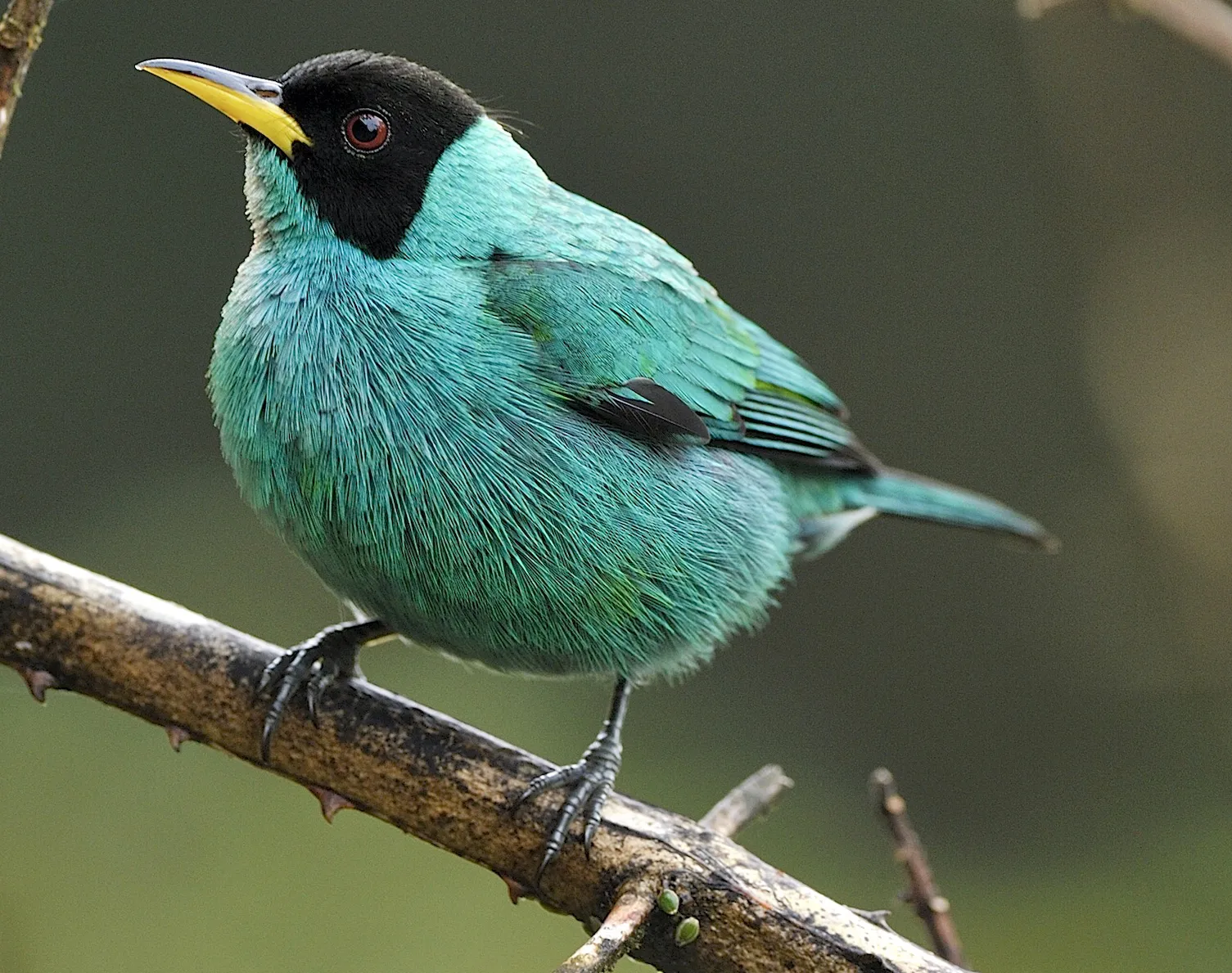 Protect biodiverse Atlantic Forest in Brazil’s Serra Bonita Mountain Range