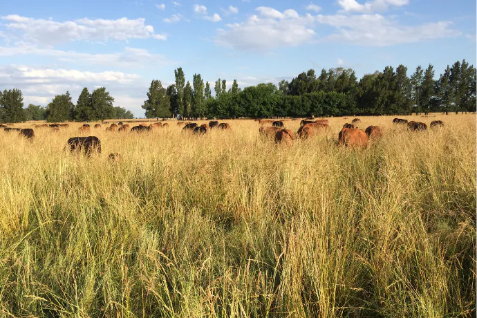 Reviving Grasslands: Restoring South America’s Rangelands